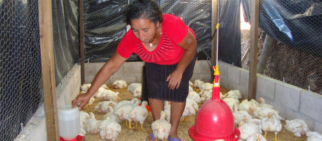Mujeres generando ingresos desde la producción de pollos de engorde