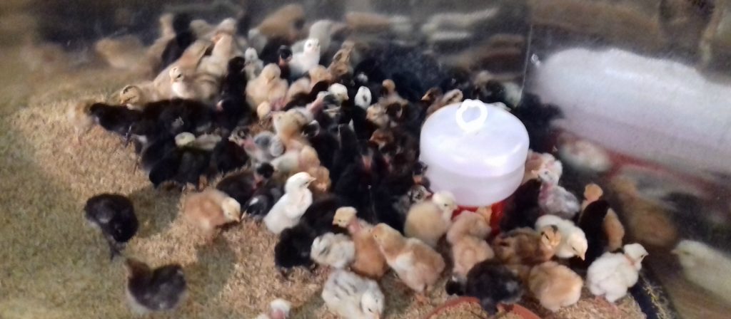 Mujeres de Cinquera, inician producción de gallina indica mejorada