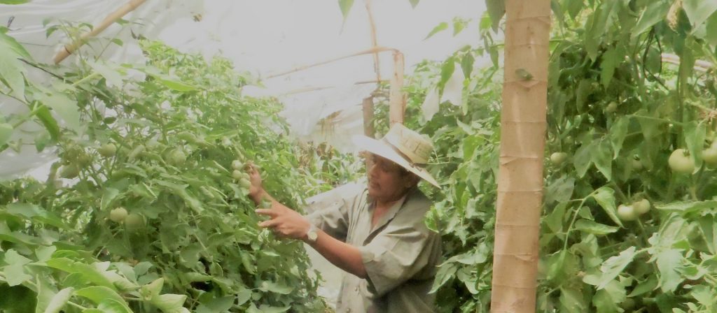 SEGURIDAD ALIMENTARIA Y ADAPTACION AL CAMBIO CLIMATICO