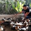 Contribución de la avicultura familiar a la Soberanía Alimentaria y a la equidad de género en El Salvador.